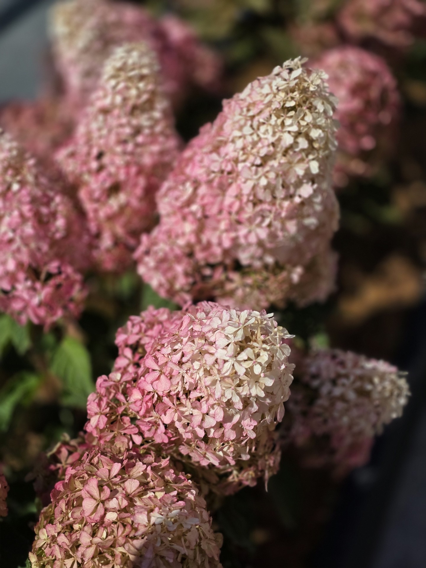 ταπετσαρίες cornales, pink