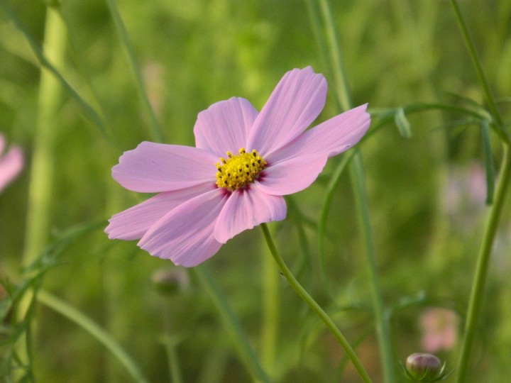 Hugging Flower