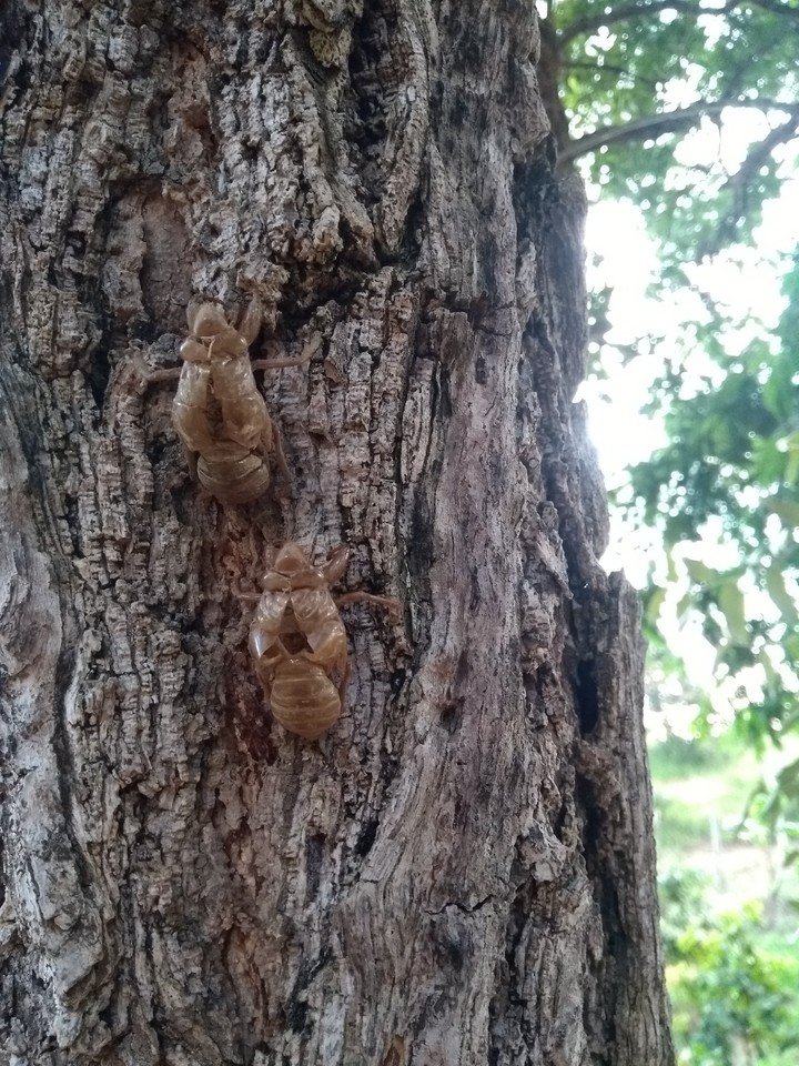 cigarras
