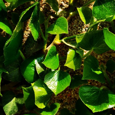 fonds d'écran растение, leaf