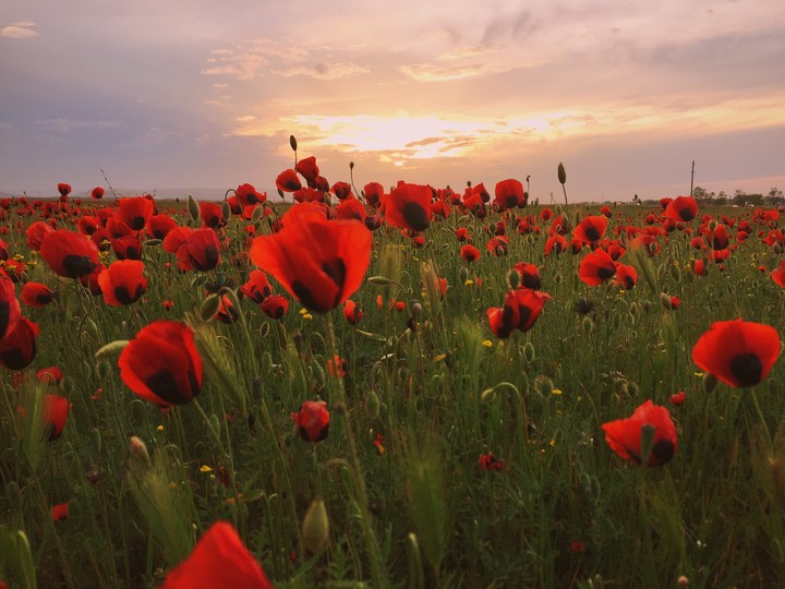 sunset and red flowers