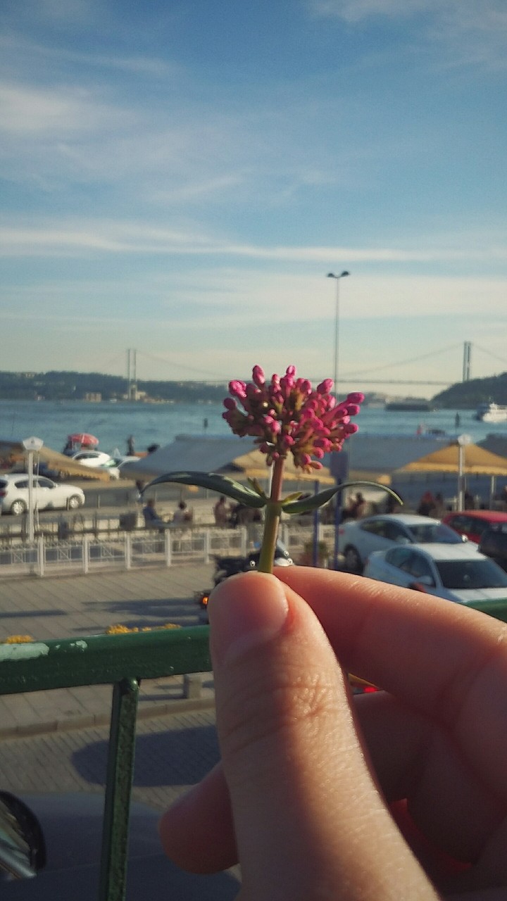 Scenery And Flower