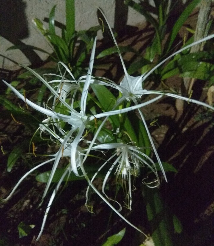 Beach Spider Lily✨❣️✌️