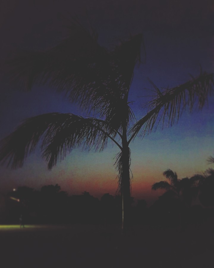 palm tree