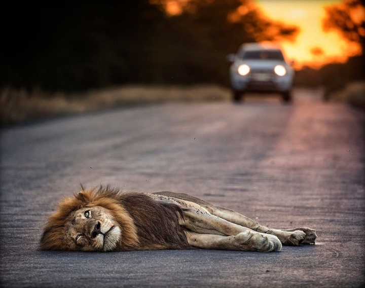 THE KING