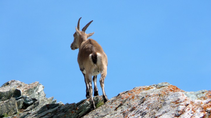 Steinbock auf dem Gornergrat
