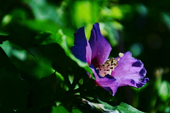 Palmengarten