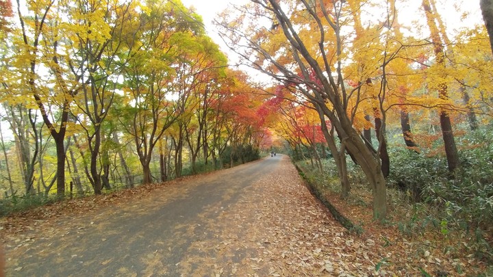 rainbow trees