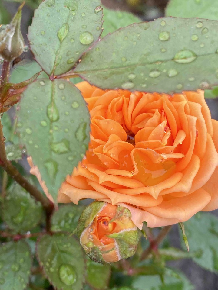 Rainy day