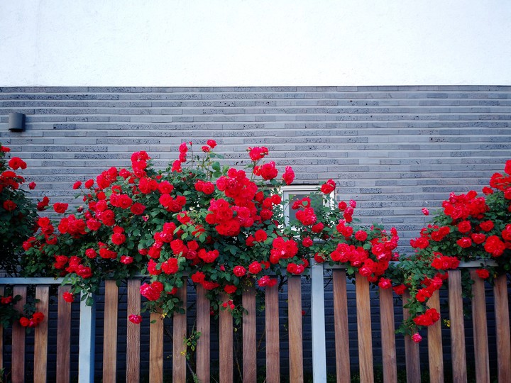 rose