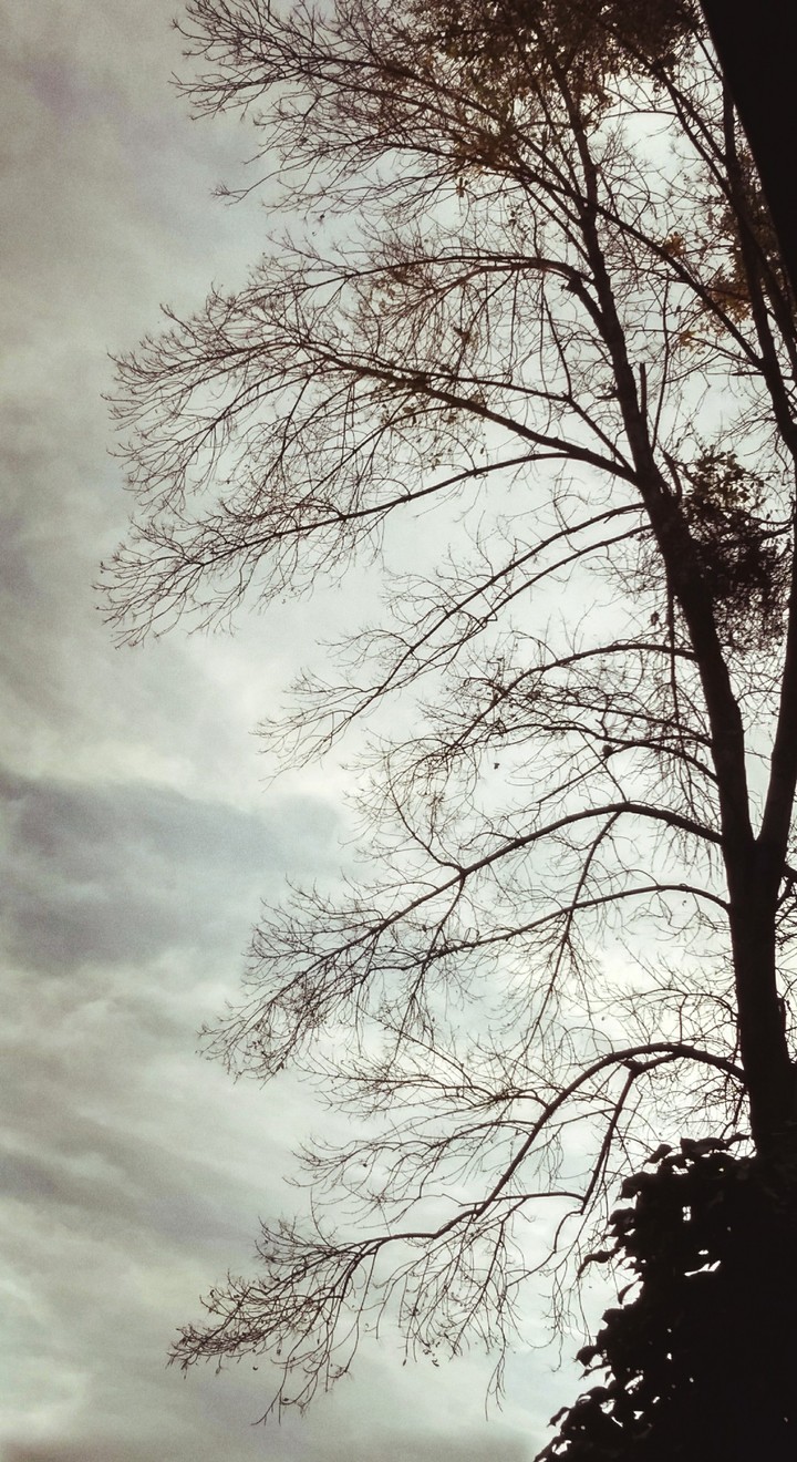 tree