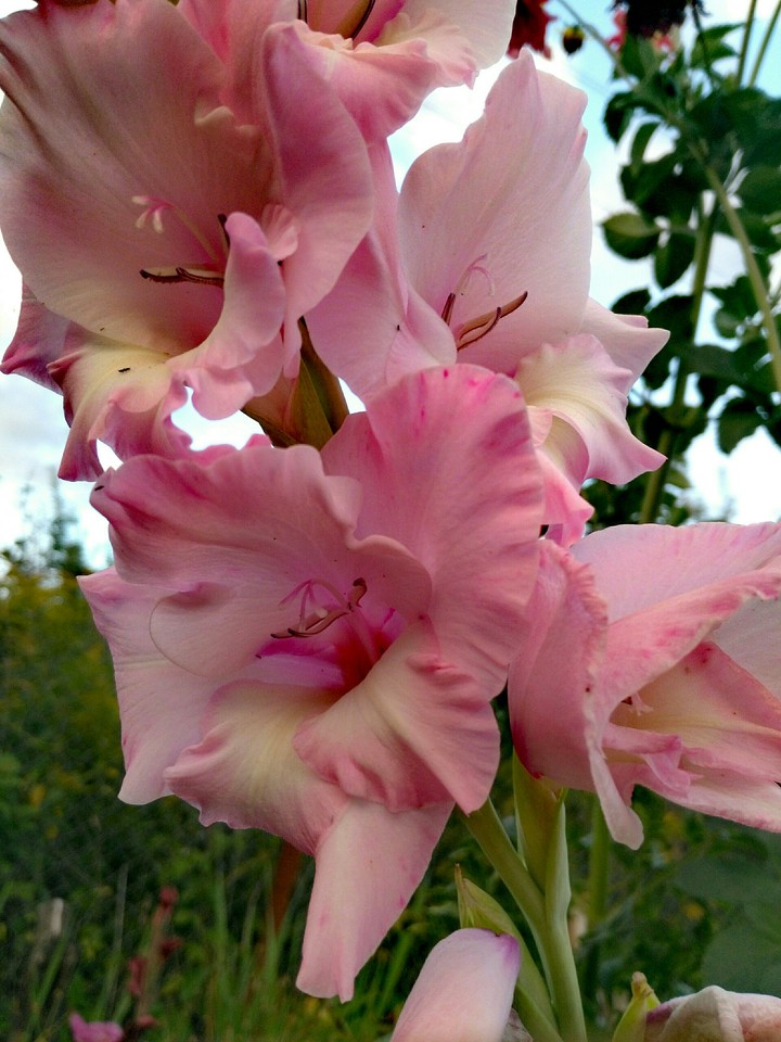 flower