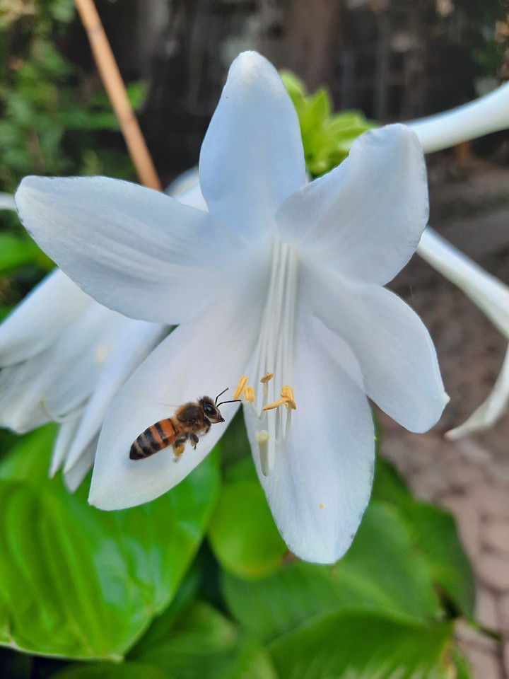 flowers & bee