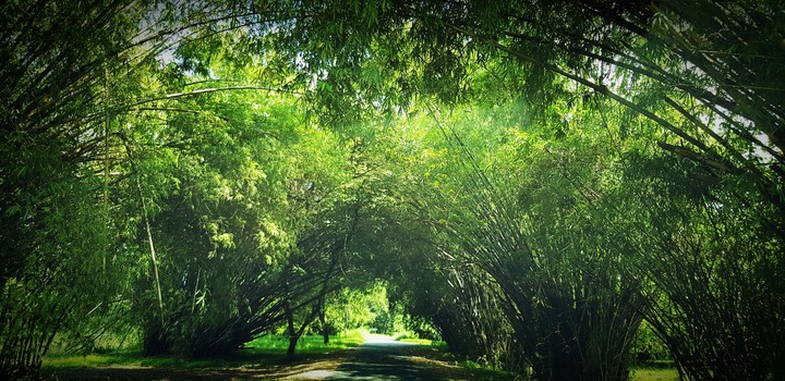 bamboo