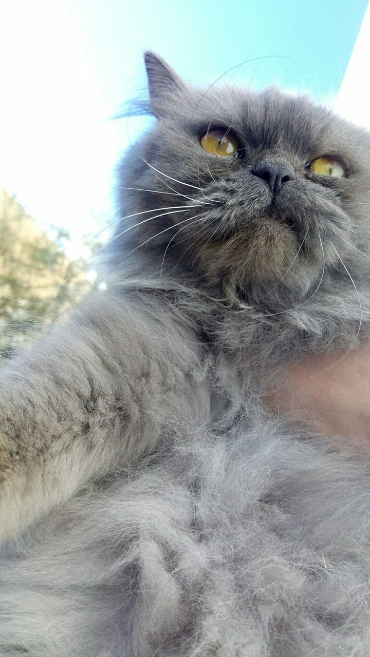 selfi
