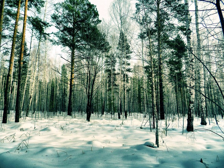 Зима в лесу