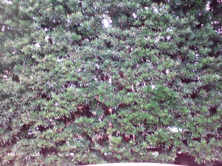 Leaves Wall