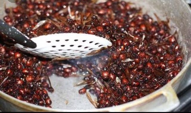 Hormigas Culonas