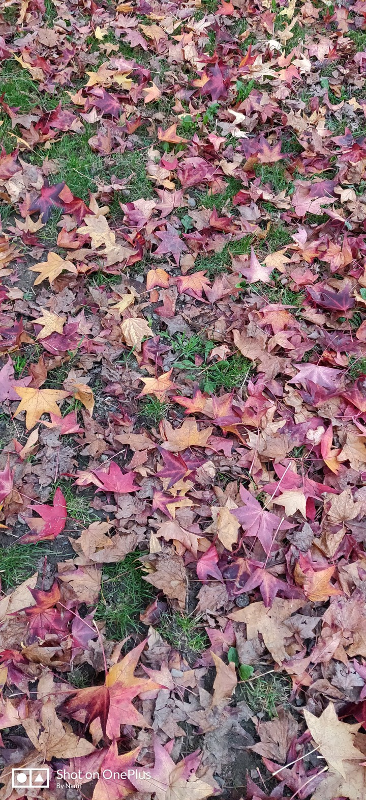 Autumn