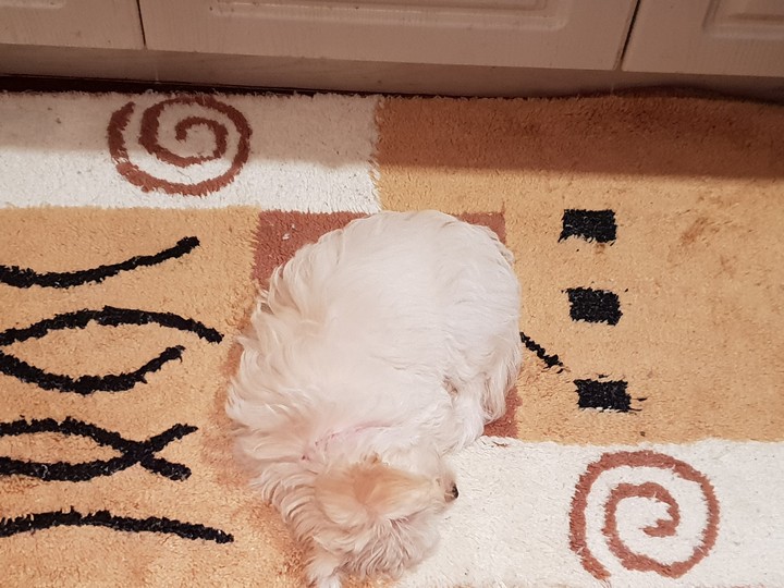 My new puppy Bear