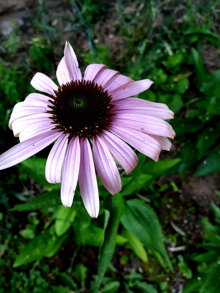 *Echinacea Purpurea*, Sonnenhut