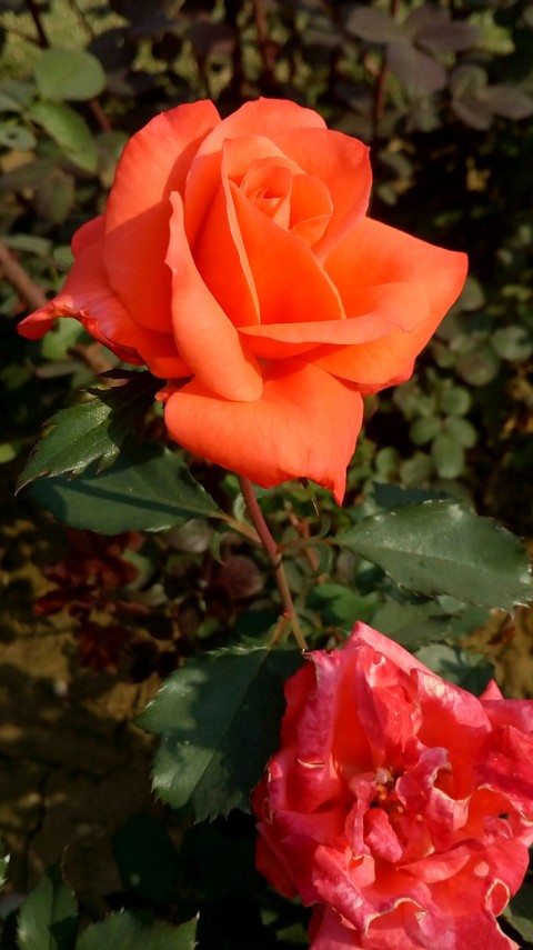 Rose Orange