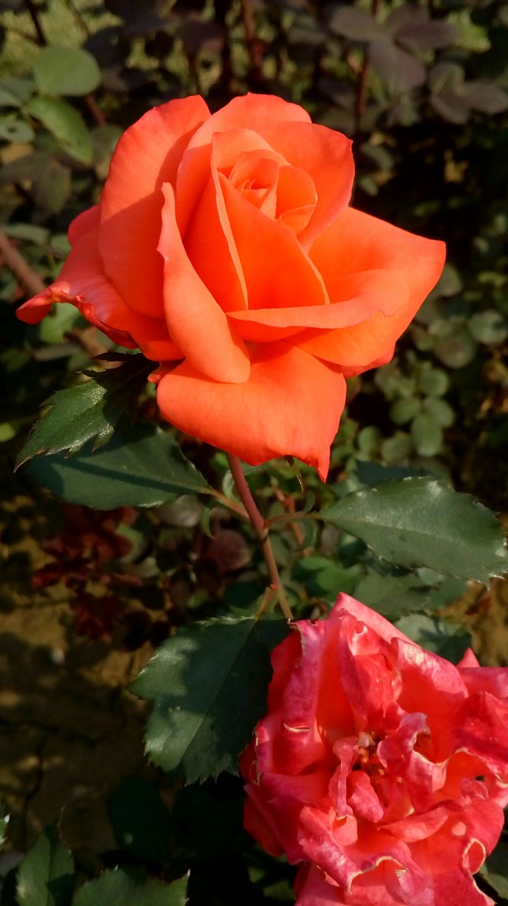 Rose Orange