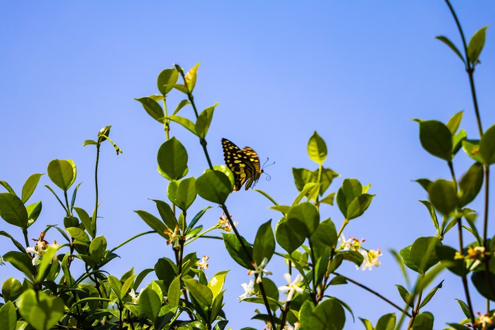 Butterfly