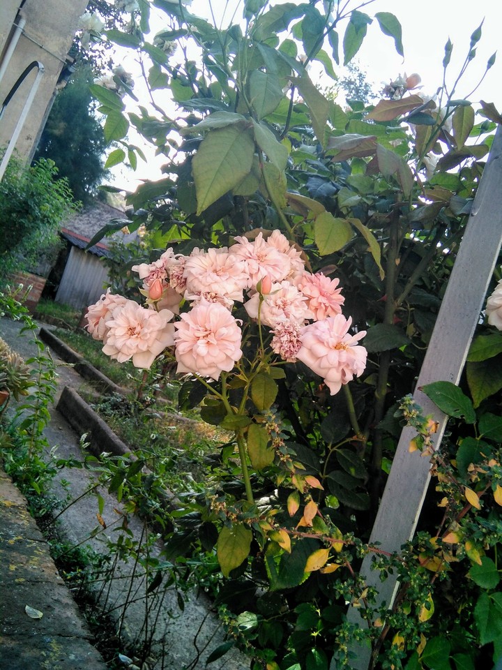 ROSAS