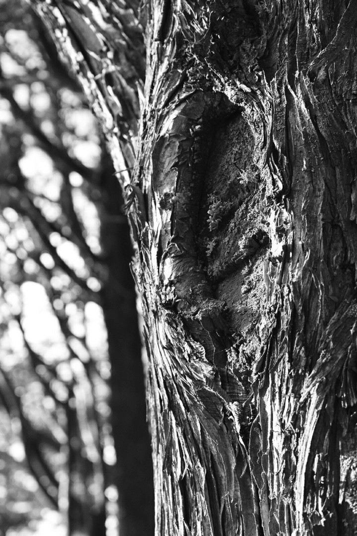 black tree