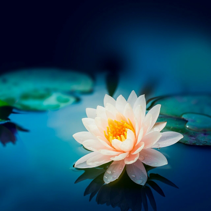 Blume