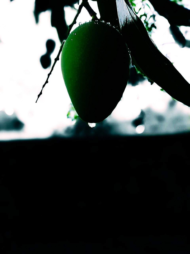 mango , water dripping