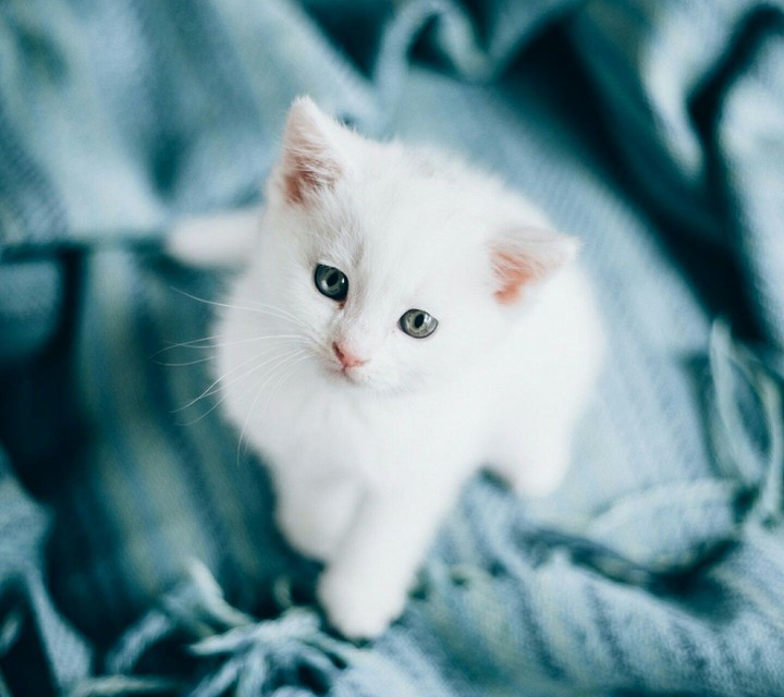 Котёнок