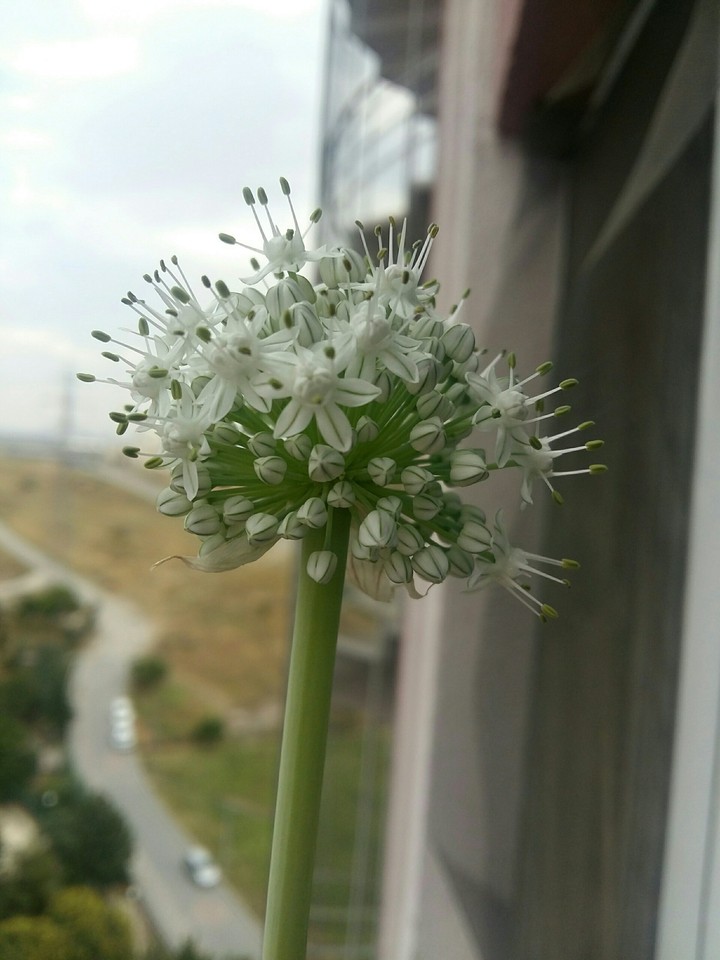 an onion flower