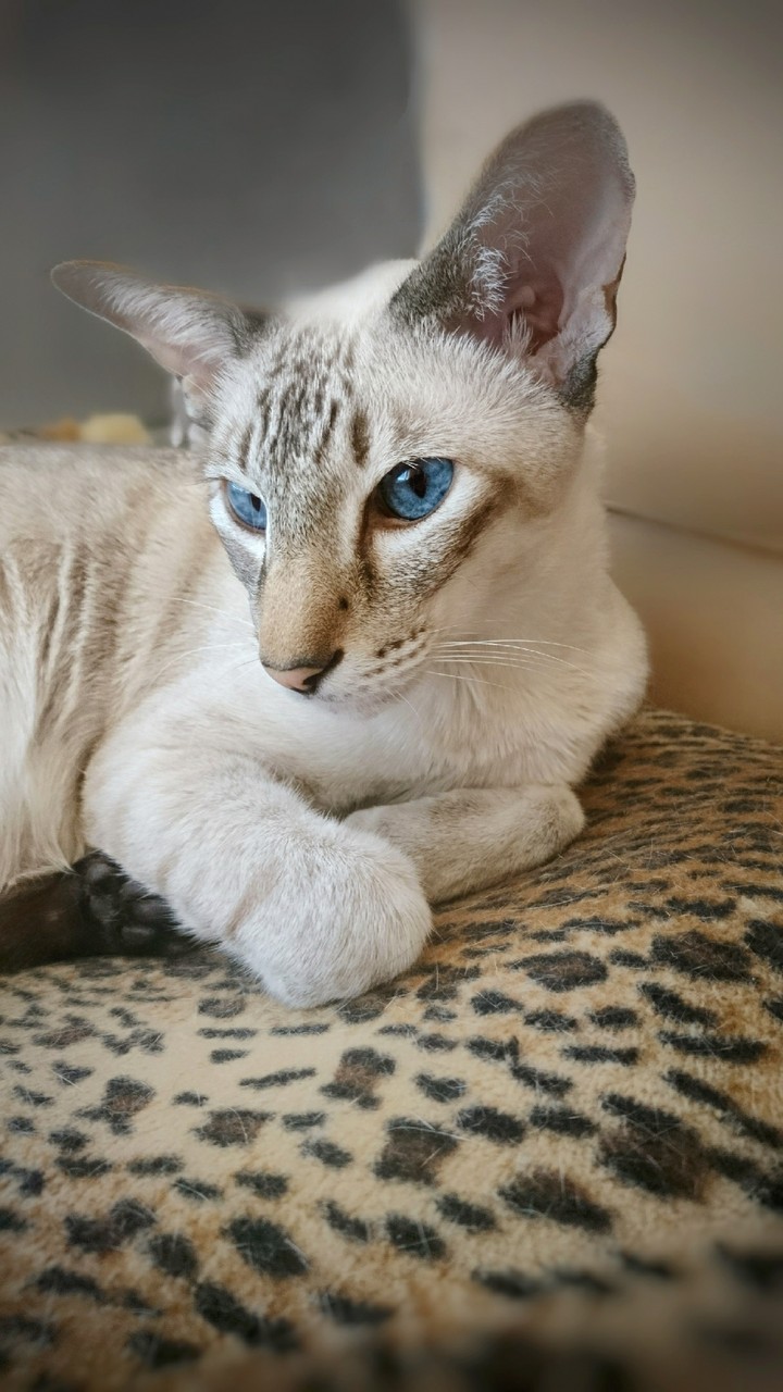 blue eyes cat