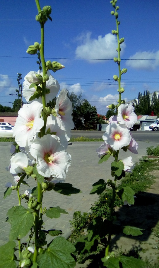 Мальвы городские