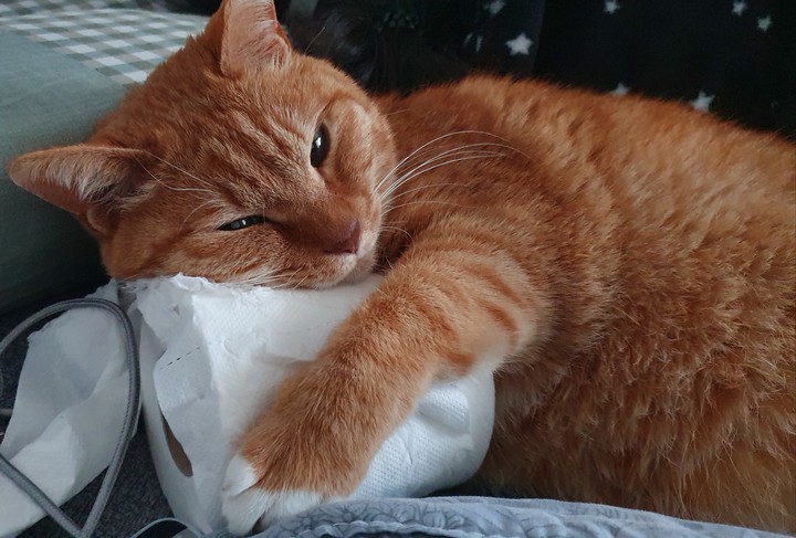 cat