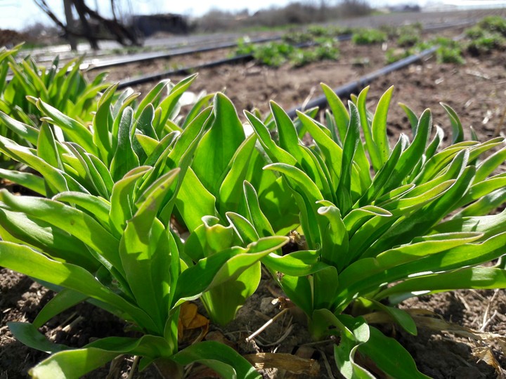 bright green