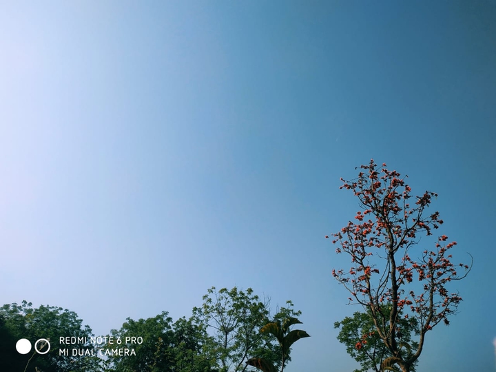 nature