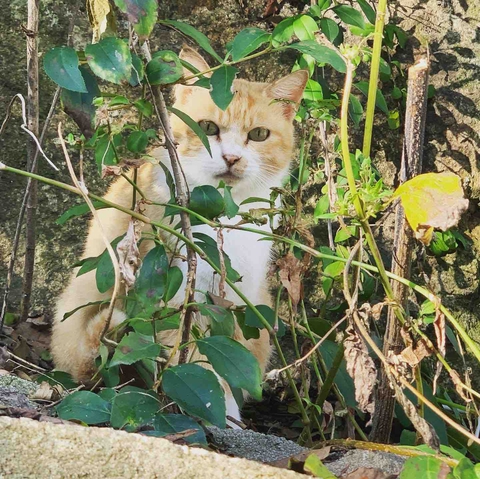 ταπετσαρίες whiskers, groundcover