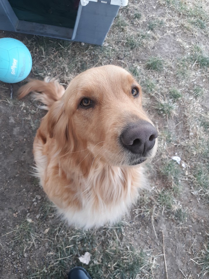 puppies are adorable