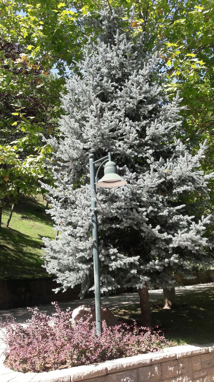 pine tree/çam ağacı