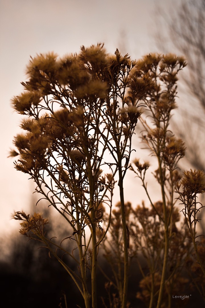 reeds and weeds
