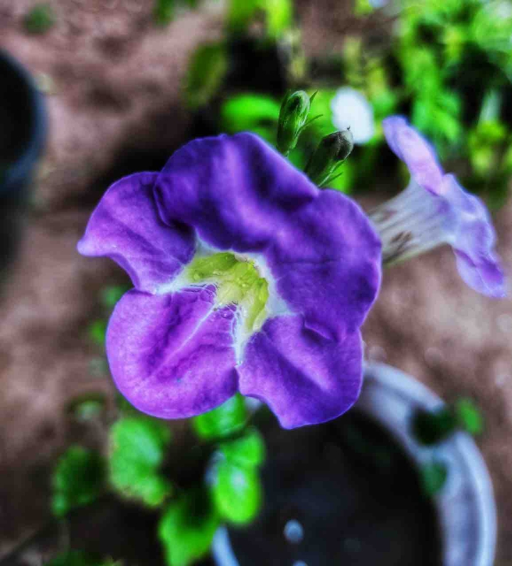 canonphotography