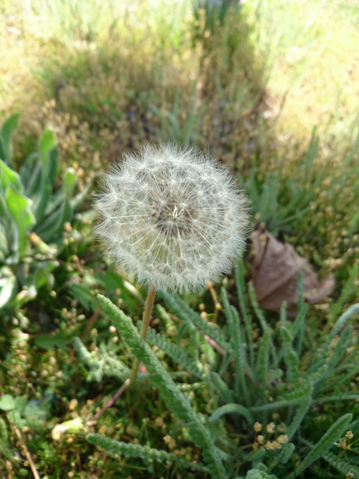 dandelion(Karahindiba)