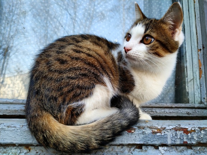cat