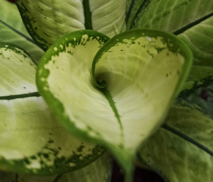 green leaf