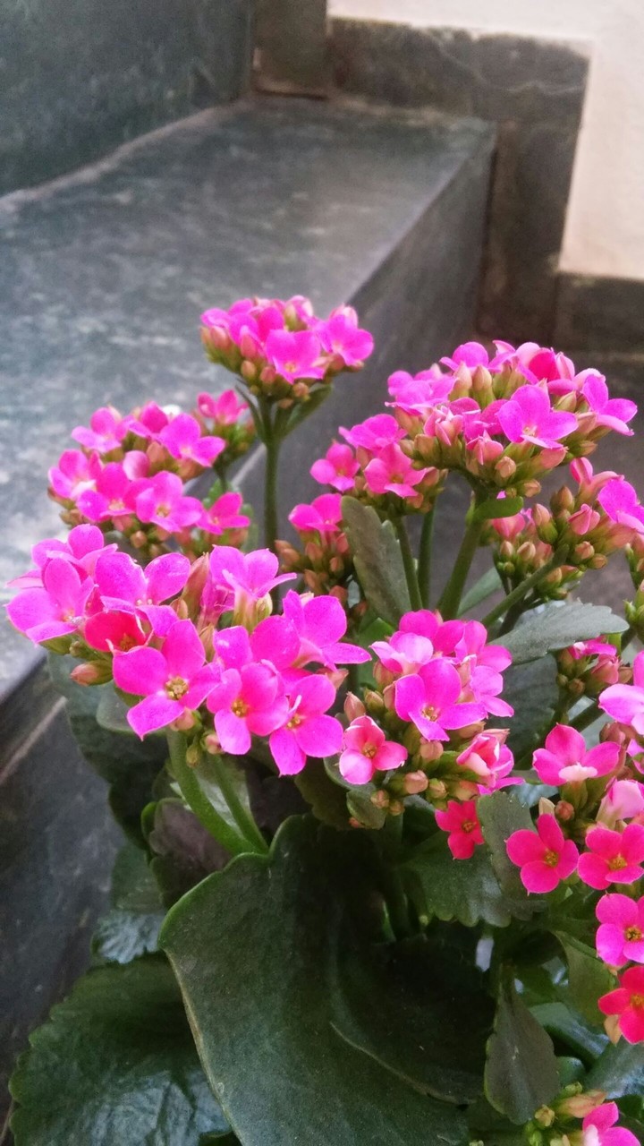 Flores da Primavera 10