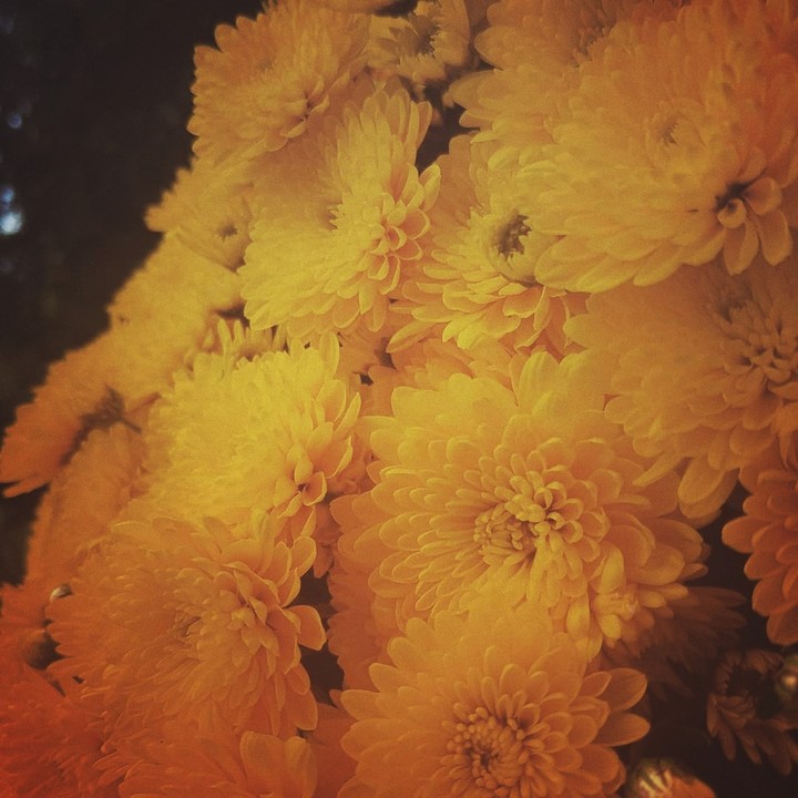 yellow flowers