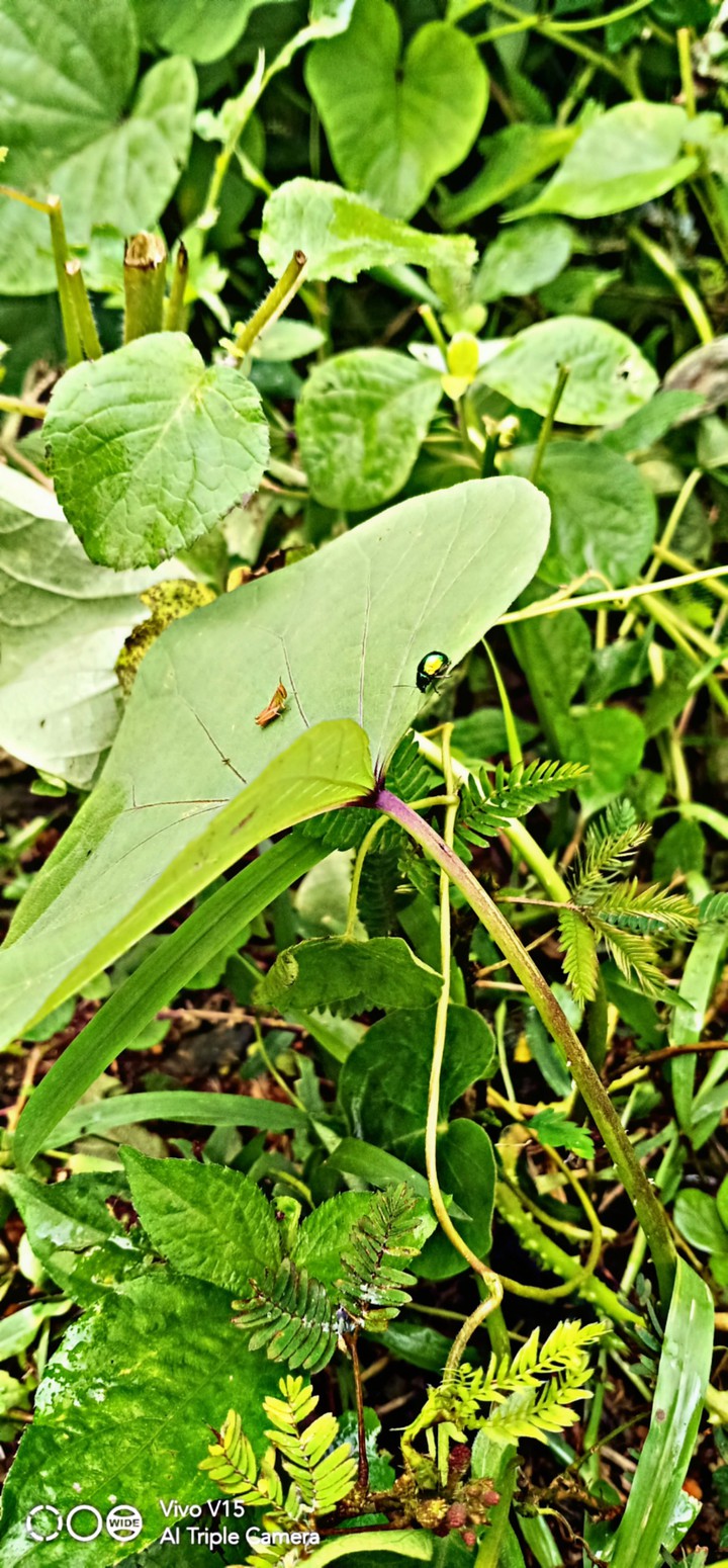 Nature